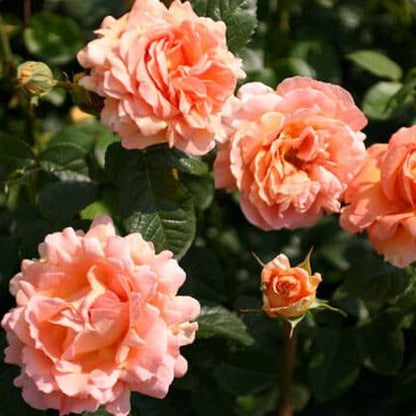 POLKA ® Climbing Roses garden rose bushes potted or bare root plants