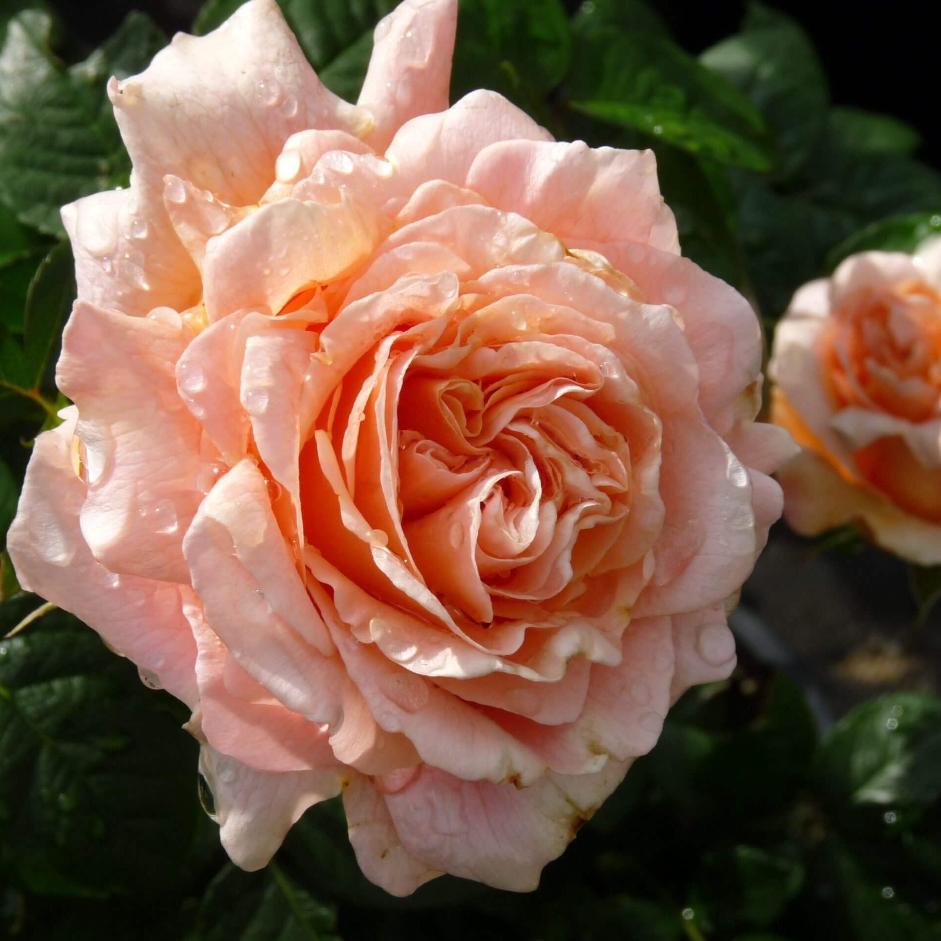 POLKA ® Climbing Roses garden rose bushes potted or bare root plants