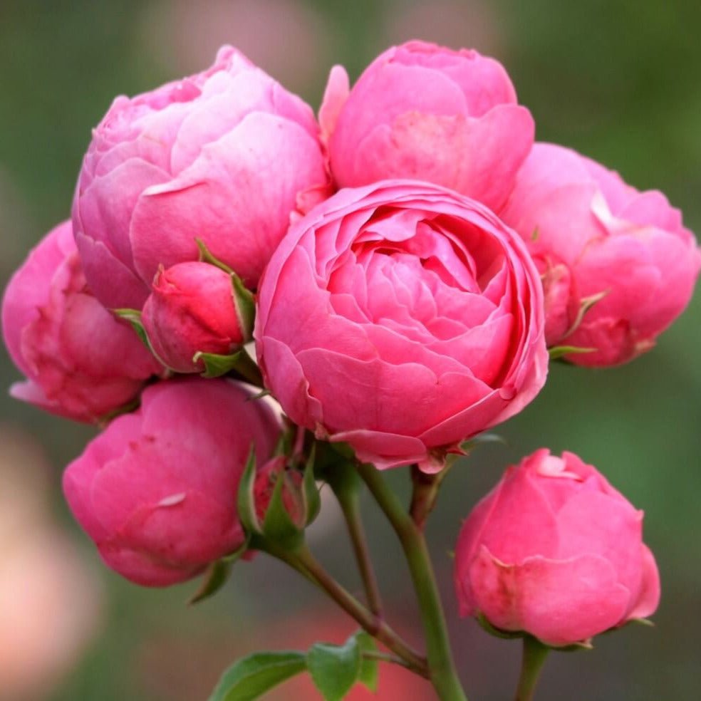 Pomponella ® Floribunda Roses garden rose bushes potted or bare root plants