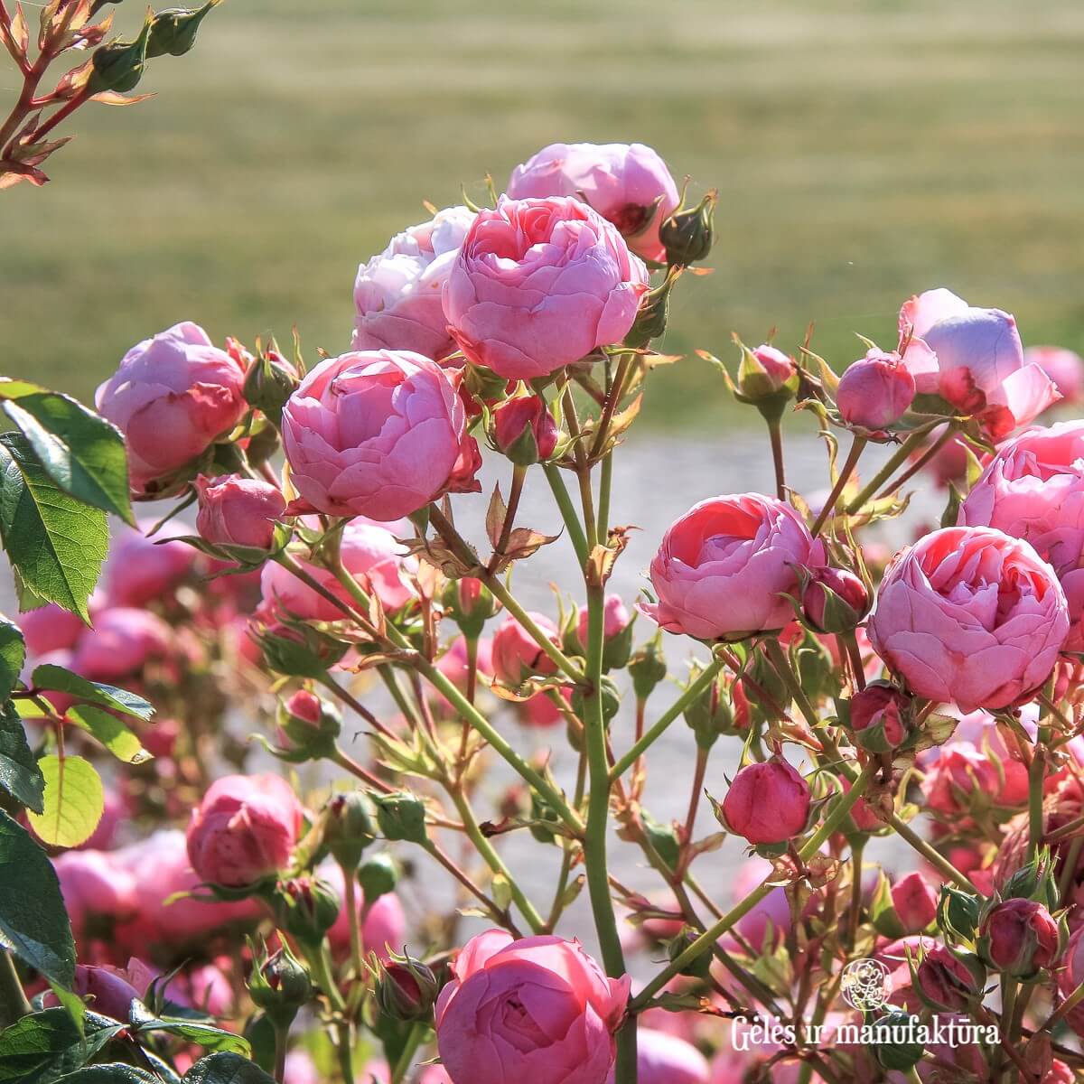 Pomponella ® Floribunda Roses garden rose bushes potted or bare root plants