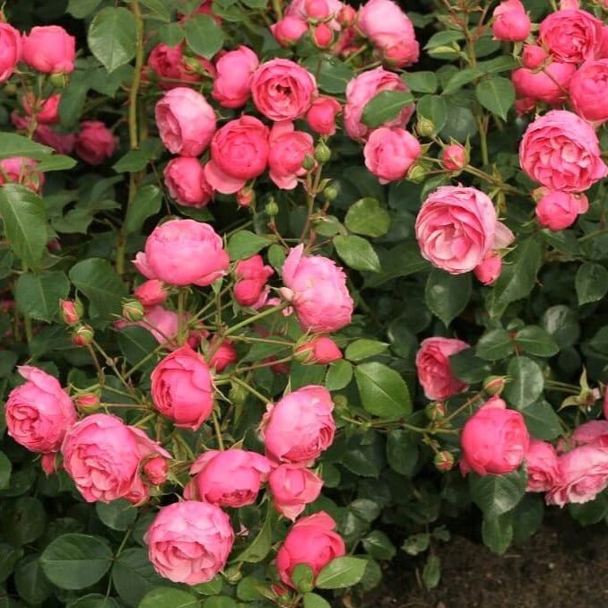 Pomponella ® Floribunda Roses garden rose bushes potted or bare root plants