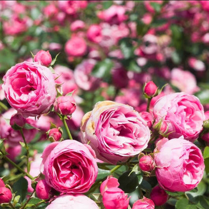 Pomponella ® Floribunda Roses garden rose bushes potted or bare root plants