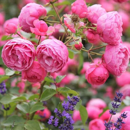 Pomponella ® Floribunda Roses garden rose bushes potted or bare root plants