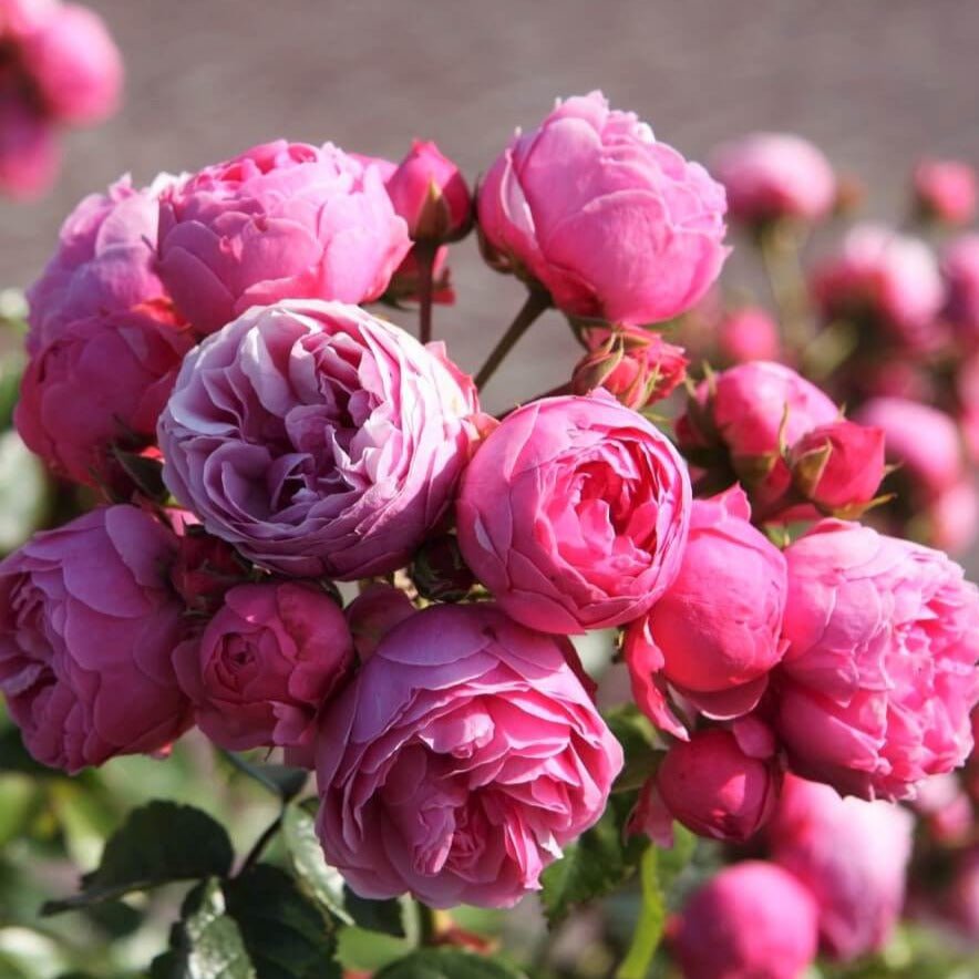 Pomponella ® Floribunda Roses garden rose bushes potted or bare root plants