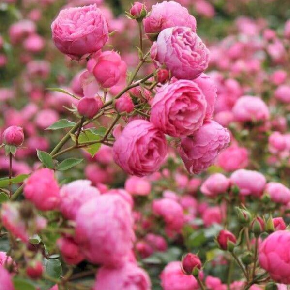Pomponella ® Floribunda Roses garden rose bushes potted or bare root plants
