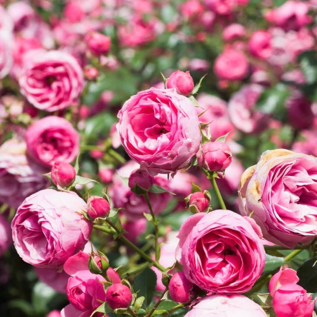 Pomponella ® Floribunda Roses garden rose bushes potted or bare root plants