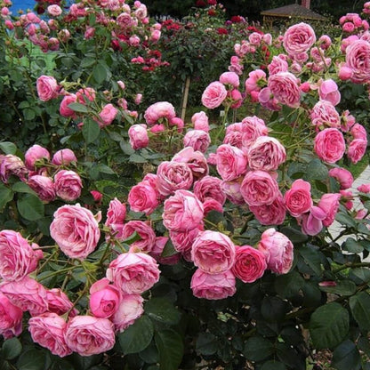 Pomponella ® Floribunda Roses garden rose bushes potted or bare root plants