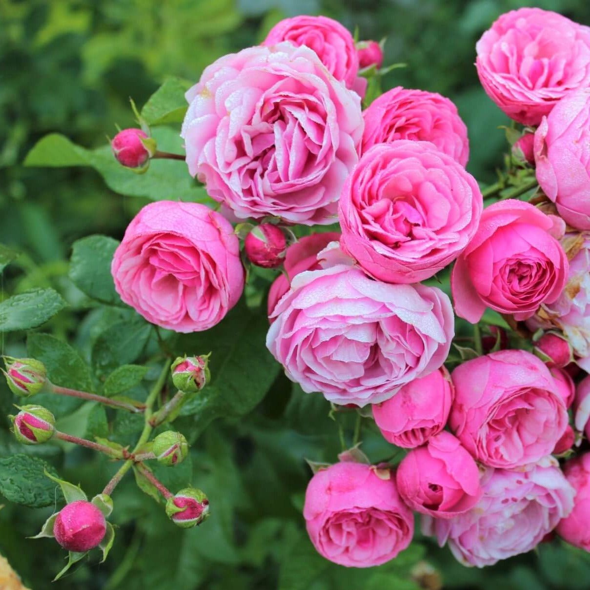 Pomponella ® Floribunda Roses garden rose bushes potted or bare root plants
