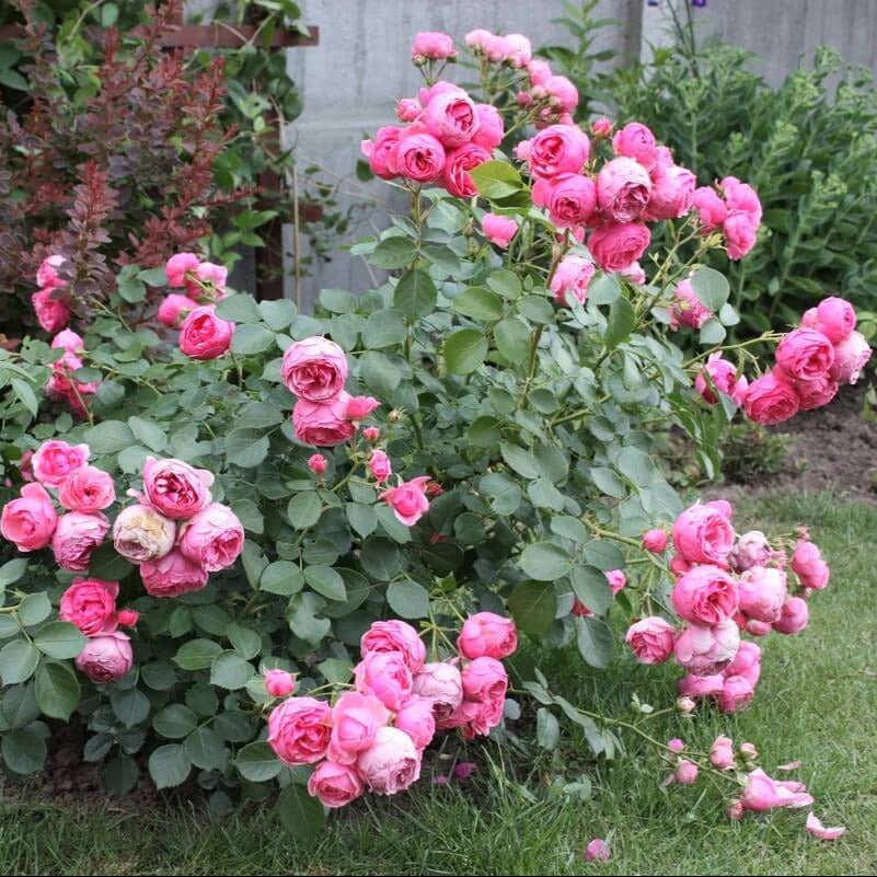 Pomponella ® Floribunda Roses garden rose bushes potted or bare root plants