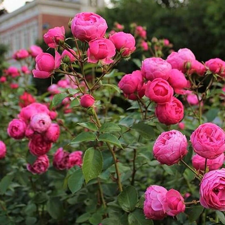 Pomponella ® Floribunda Roses garden rose bushes potted or bare root plants