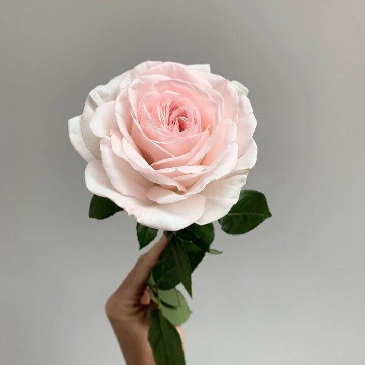 Prince Jardinier ® Hybrid Tea Roses garden rose bushes potted or bare root plants