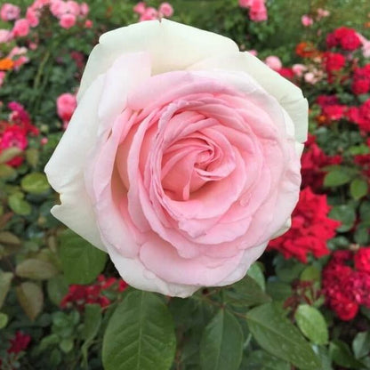 Prince Jardinier ® Hybrid Tea Roses garden rose bushes potted or bare root plants