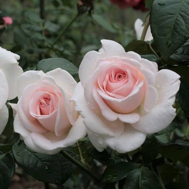 Prince Jardinier ® Hybrid Tea Roses garden rose bushes potted or bare root plants
