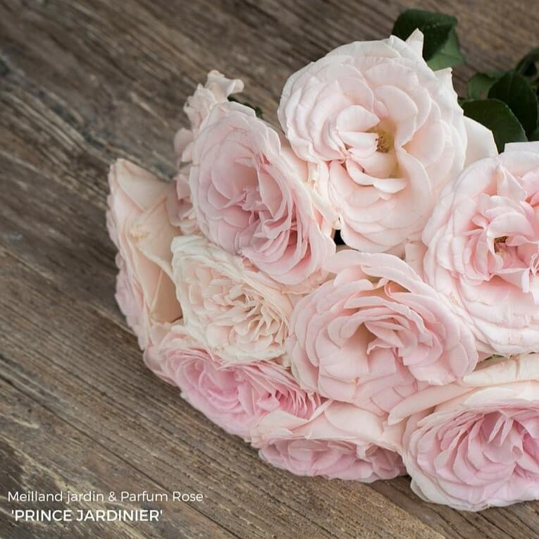 Prince Jardinier ® Hybrid Tea Roses garden rose bushes potted or bare root plants