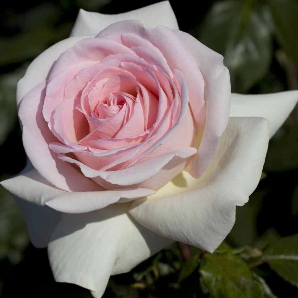 Prince Jardinier ® Hybrid Tea Roses garden rose bushes potted or bare root plants