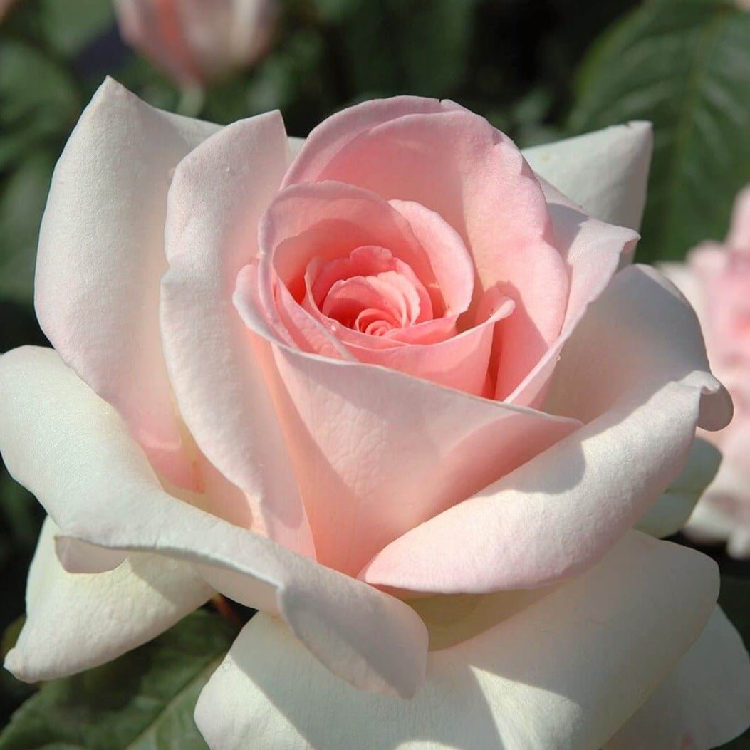 Prince Jardinier ® Hybrid Tea Roses garden rose bushes potted or bare root plants