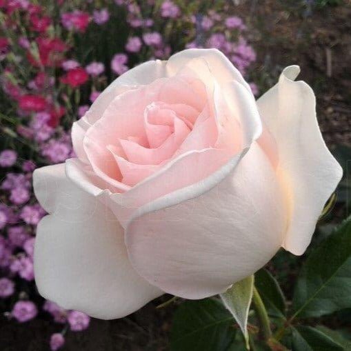 Prince Jardinier ® Hybrid Tea Roses garden rose bushes potted or bare root plants
