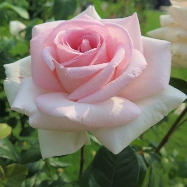 Prince Jardinier ® Hybrid Tea Roses garden rose bushes potted or bare root plants