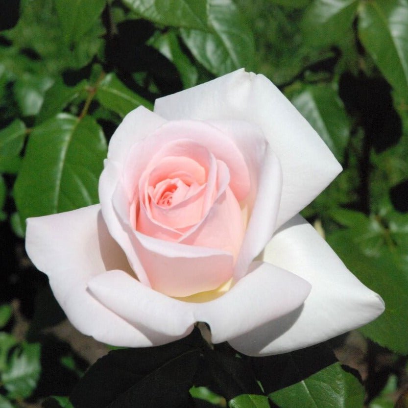 Prince Jardinier ® Hybrid Tea Roses garden rose bushes potted or bare root plants