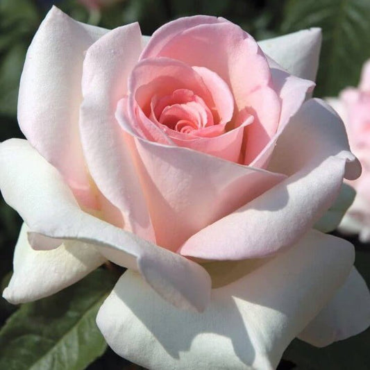 Prince Jardinier ® Hybrid Tea Roses garden rose bushes potted or bare root plants