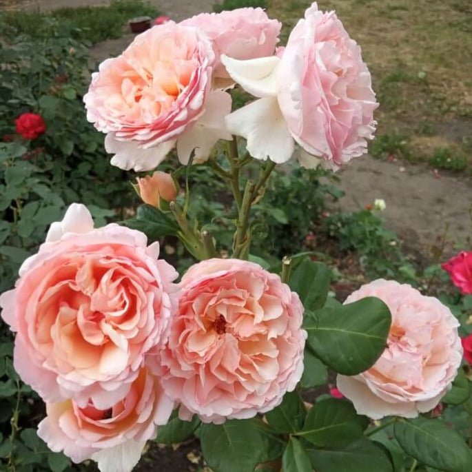 Princesse Charlene de Monaco ® Hybrid Tea Roses garden rose bushes potted or bare root plants