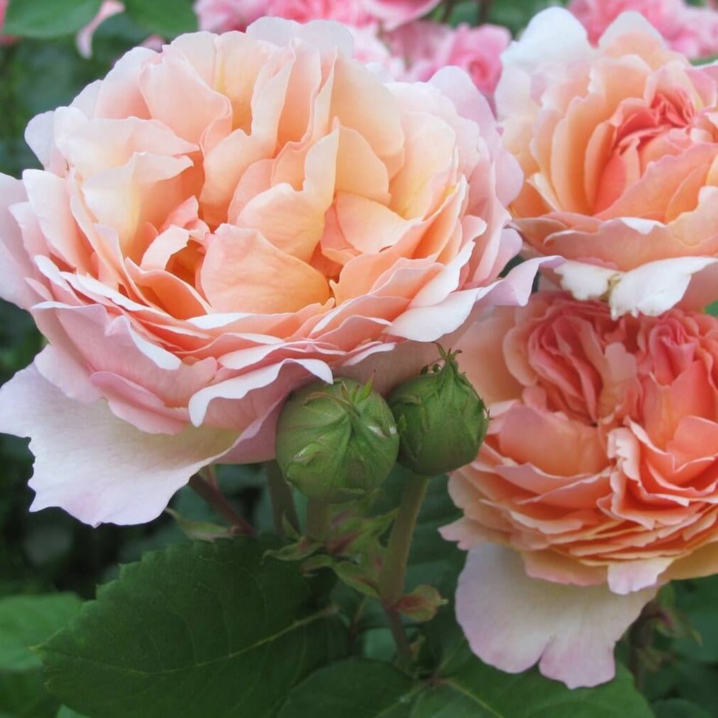 Princesse Charlene de Monaco ® Hybrid Tea Roses garden rose bushes potted or bare root plants