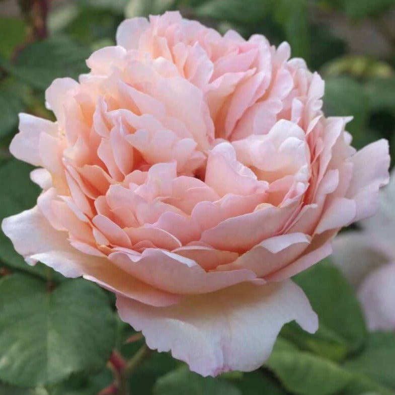 Princesse Charlene de Monaco ® Hybrid Tea Roses garden rose bushes potted or bare root plants