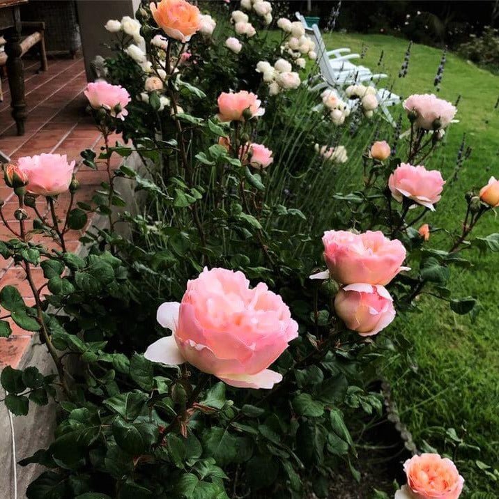 Princesse Charlene de Monaco ® Hybrid Tea Roses garden rose bushes potted or bare root plants