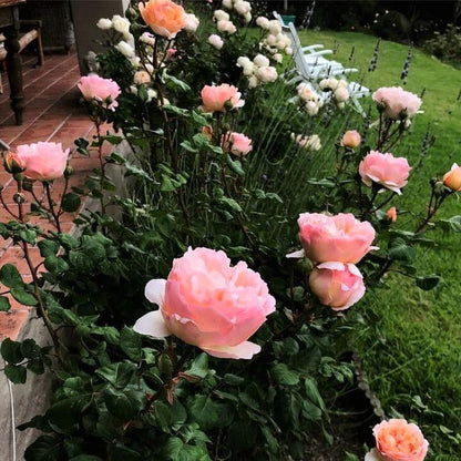 Princesse Charlene de Monaco ® Hybrid Tea Roses garden rose bushes potted or bare root plants