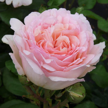 Princesse Charlene de Monaco ® Hybrid Tea Roses garden rose bushes potted or bare root plants