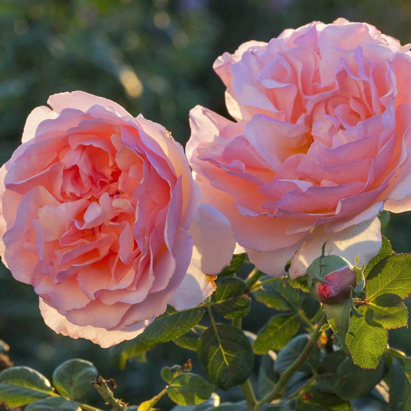 Princesse Charlene de Monaco ® Hybrid Tea Roses garden rose bushes potted or bare root plants