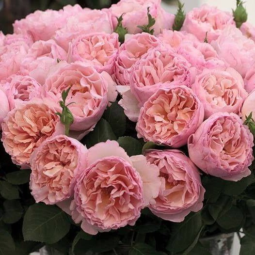 Princesse Charlene de Monaco ® Hybrid Tea Roses garden rose bushes potted or bare root plants