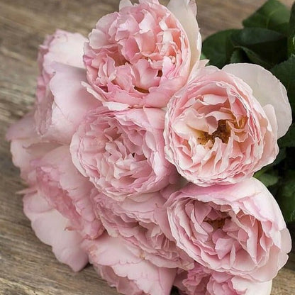 Princesse Charlene de Monaco ® Hybrid Tea Roses garden rose bushes potted or bare root plants
