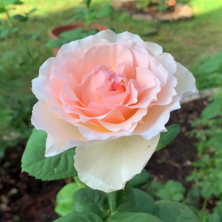 Princesse Charlene de Monaco ® Hybrid Tea Roses garden rose bushes potted or bare root plants