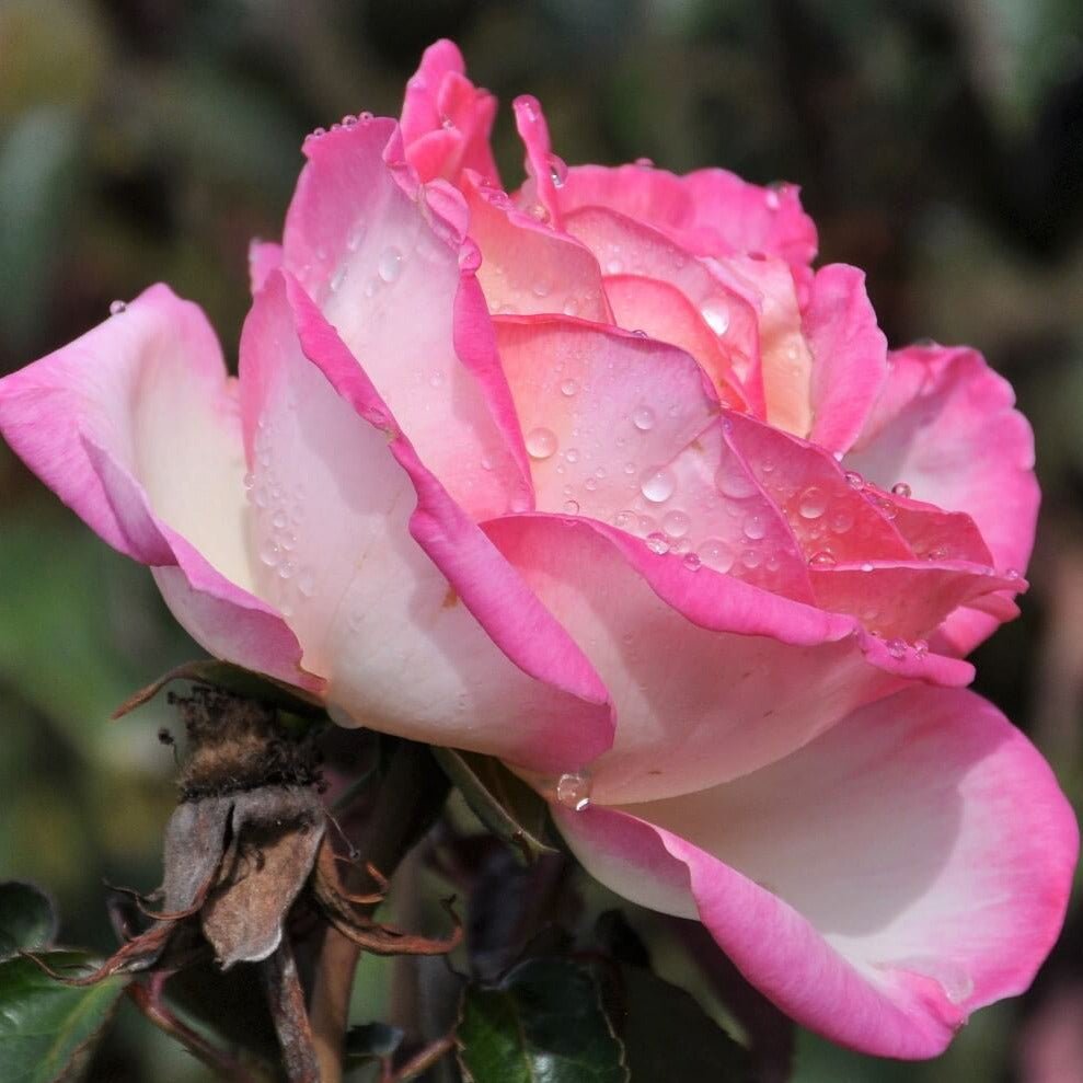 Princesse de Monaco ®' Climbing Roses garden rose bushes potted or bare root plants