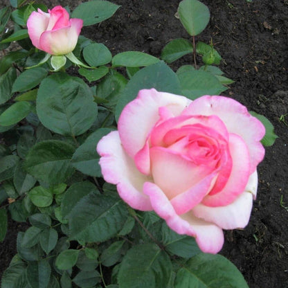 Princesse de Monaco ®' Climbing Roses garden rose bushes potted or bare root plants