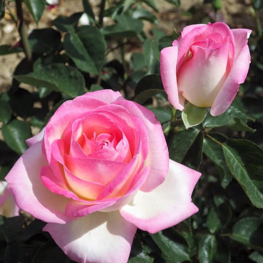 Princesse de Monaco ®' Climbing Roses garden rose bushes potted or bare root plants