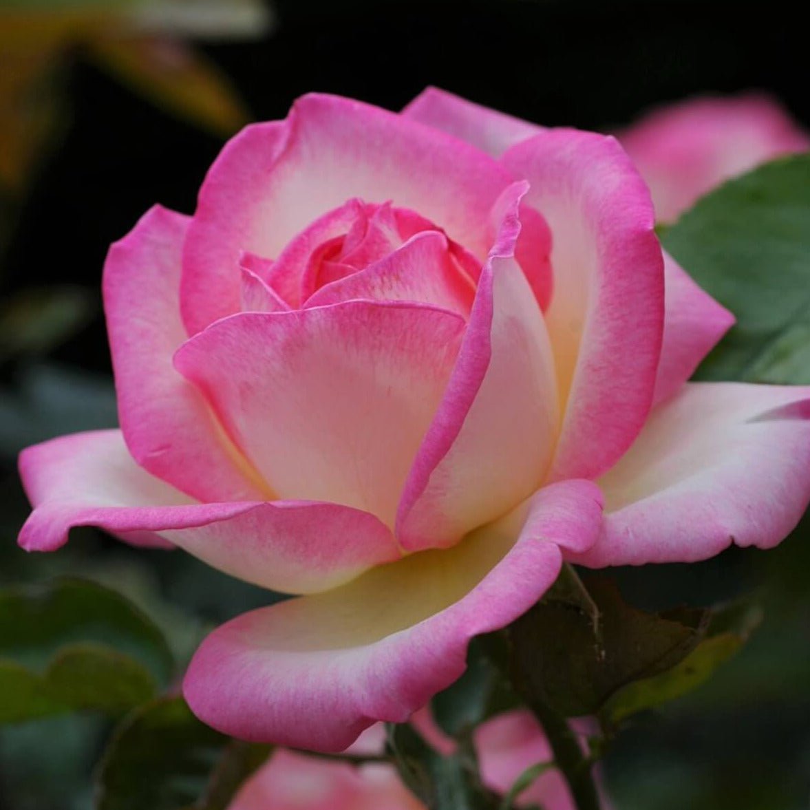 Princesse de Monaco ®' Climbing Roses garden rose bushes potted or bare root plants
