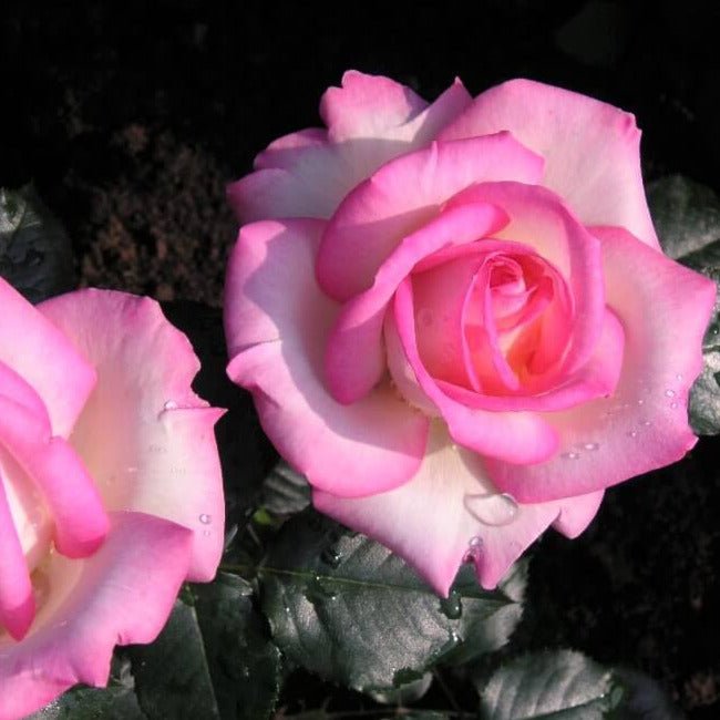 Princesse de Monaco ®' Climbing Roses garden rose bushes potted or bare root plants