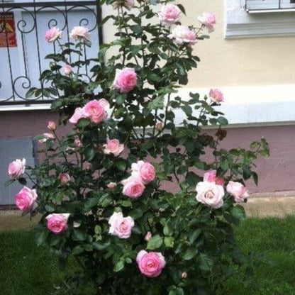 Princesse de Monaco ®' Climbing Roses garden rose bushes potted or bare root plants
