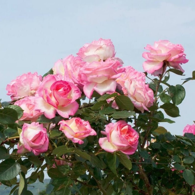 Princesse de Monaco ®' Climbing Roses garden rose bushes potted or bare root plants