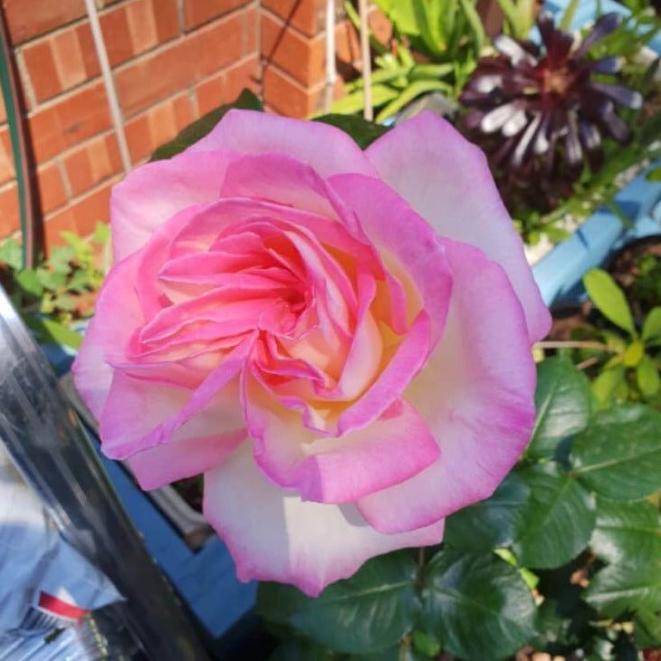 Princesse de Monaco ®' Climbing Roses garden rose bushes potted or bare root plants