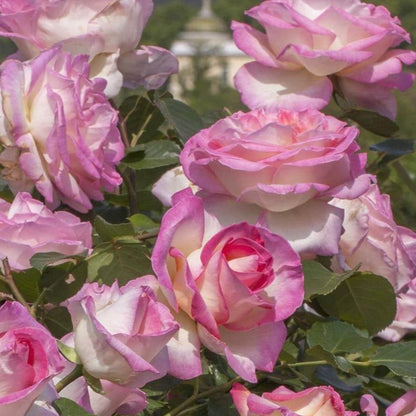 Princesse de Monaco ®' Climbing Roses garden rose bushes potted or bare root plants