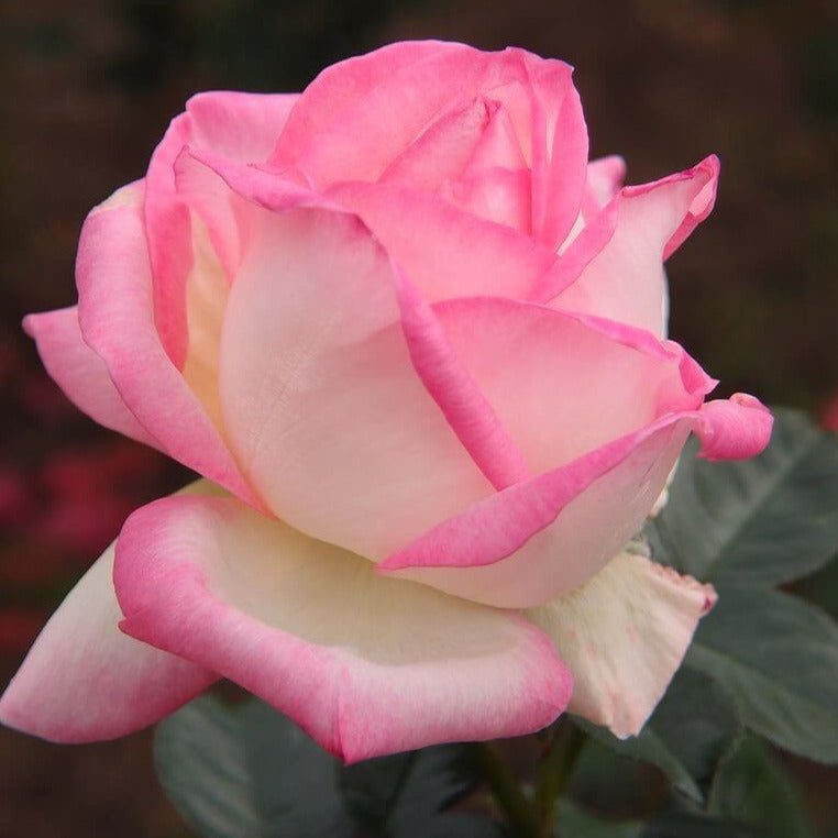 Princesse de Monaco ®' Climbing Roses garden rose bushes potted or bare root plants