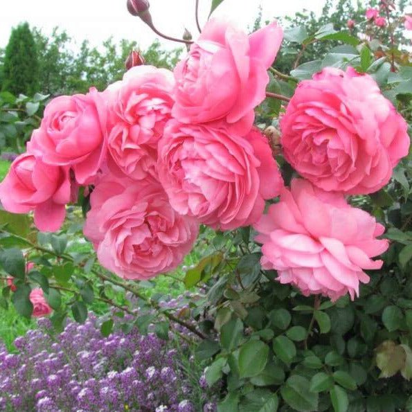Raymond Blanc ®' Hybrid Tea Roses garden rose bushes potted or bare root plants