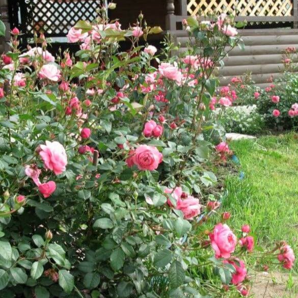 Raymond Blanc ®' Hybrid Tea Roses garden rose bushes potted or bare root plants