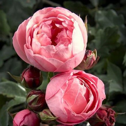 Raymond Blanc ®' Hybrid Tea Roses garden rose bushes potted or bare root plants