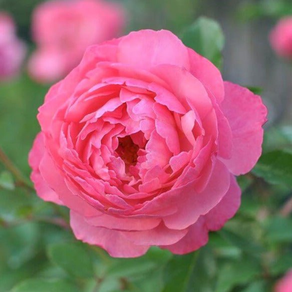 Raymond Blanc ®' Hybrid Tea Roses garden rose bushes potted or bare root plants