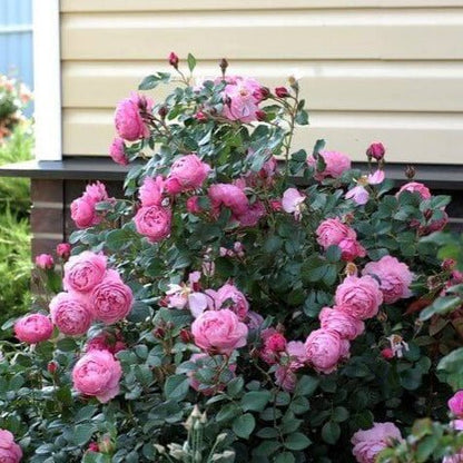 Raymond Blanc ®' Hybrid Tea Roses garden rose bushes potted or bare root plants
