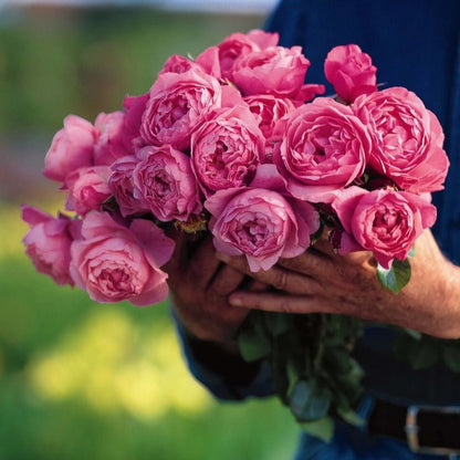 Raymond Blanc ®' Hybrid Tea Roses garden rose bushes potted or bare root plants
